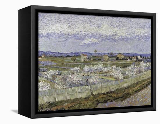 La Crau with Peach Trees in Bloom-Vincent van Gogh-Framed Stretched Canvas