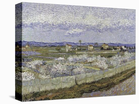 La Crau with Peach Trees in Bloom-Vincent van Gogh-Stretched Canvas