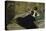 La Dame Aux Eventails-Edouard Manet-Stretched Canvas