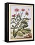 La Ficode D'Afrique or Mesembryanthemum, C.1776-Pierre-Joseph Buchoz-Framed Stretched Canvas