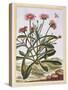 La Ficode D'Afrique or Mesembryanthemum, C.1776-Pierre-Joseph Buchoz-Stretched Canvas