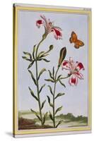 La Fleur Tachete Des Incas (Peruvian Lily), C.1766-Pierre-Joseph Buchoz-Stretched Canvas