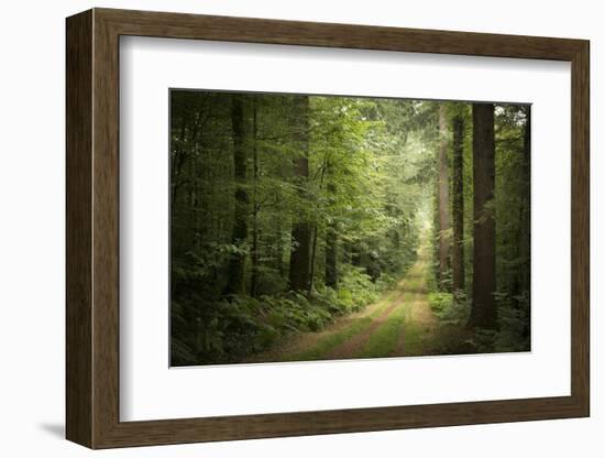 La Foret De Carnoet En Bretagne-Philippe Manguin-Framed Photographic Print