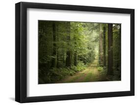 La Foret De Carnoet En Bretagne-Philippe Manguin-Framed Photographic Print