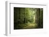 La Foret De Carnoet En Bretagne-Philippe Manguin-Framed Photographic Print