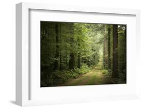 La Foret De Carnoet En Bretagne-Philippe Manguin-Framed Photographic Print