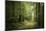 La Foret De Carnoet En Bretagne-Philippe Manguin-Mounted Photographic Print