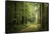 La Foret De Carnoet En Bretagne-Philippe Manguin-Framed Stretched Canvas