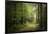 La Foret De Carnoet En Bretagne-Philippe Manguin-Framed Photographic Print