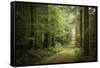 La Foret De Carnoet En Bretagne-Philippe Manguin-Framed Stretched Canvas