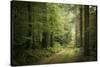 La Foret De Carnoet En Bretagne-Philippe Manguin-Stretched Canvas