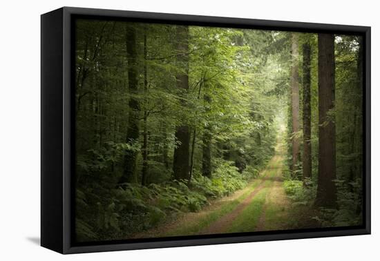 La Foret De Carnoet En Bretagne-Philippe Manguin-Framed Stretched Canvas