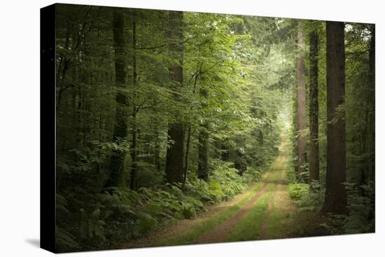 La Foret De Carnoet En Bretagne-Philippe Manguin-Stretched Canvas