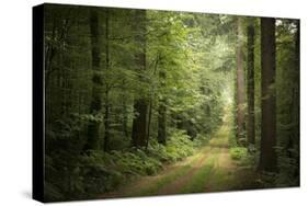 La Foret De Carnoet En Bretagne-Philippe Manguin-Stretched Canvas