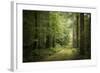 La Foret De Carnoet En Bretagne-Philippe Manguin-Framed Photographic Print