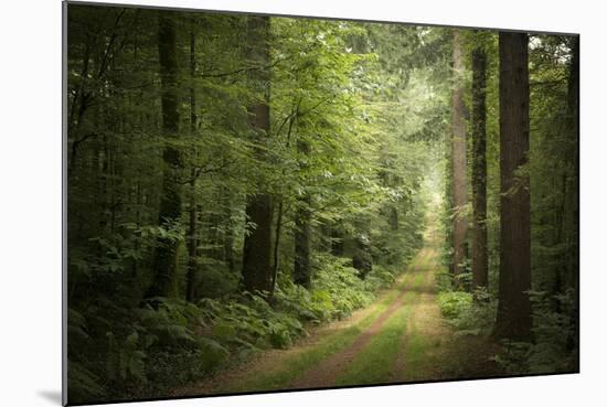 La Foret De Carnoet En Bretagne-Philippe Manguin-Mounted Photographic Print