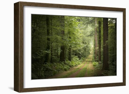 La Foret De Carnoet En Bretagne-Philippe Manguin-Framed Photographic Print