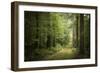 La Foret De Carnoet En Bretagne-Philippe Manguin-Framed Photographic Print