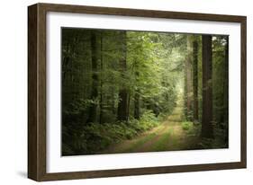 La Foret De Carnoet En Bretagne-Philippe Manguin-Framed Photographic Print