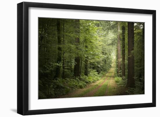 La Foret De Carnoet En Bretagne-Philippe Manguin-Framed Photographic Print