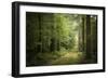 La Foret De Carnoet En Bretagne-Philippe Manguin-Framed Photographic Print