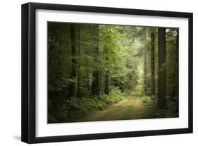 La Foret De Carnoet En Bretagne-Philippe Manguin-Framed Photographic Print