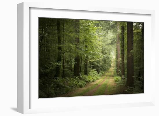 La Foret De Carnoet En Bretagne-Philippe Manguin-Framed Photographic Print