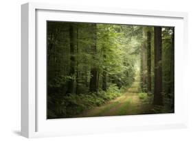 La Foret De Carnoet En Bretagne-Philippe Manguin-Framed Photographic Print