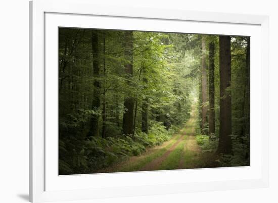 La Foret De Carnoet En Bretagne-Philippe Manguin-Framed Photographic Print