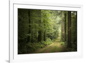 La Foret De Carnoet En Bretagne-Philippe Manguin-Framed Photographic Print