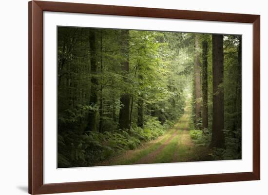 La Foret De Carnoet En Bretagne-Philippe Manguin-Framed Photographic Print