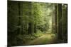 La Foret De Carnoet En Bretagne-Philippe Manguin-Mounted Photographic Print