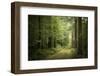 La Foret De Carnoet En Bretagne-Philippe Manguin-Framed Premium Photographic Print