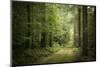 La Foret De Carnoet En Bretagne-Philippe Manguin-Mounted Premium Photographic Print