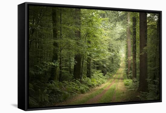 La Foret De Carnoet En Bretagne-Philippe Manguin-Framed Stretched Canvas