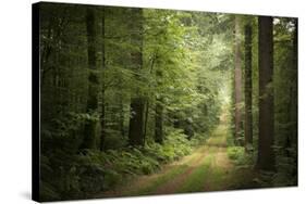 La Foret De Carnoet En Bretagne-Philippe Manguin-Stretched Canvas