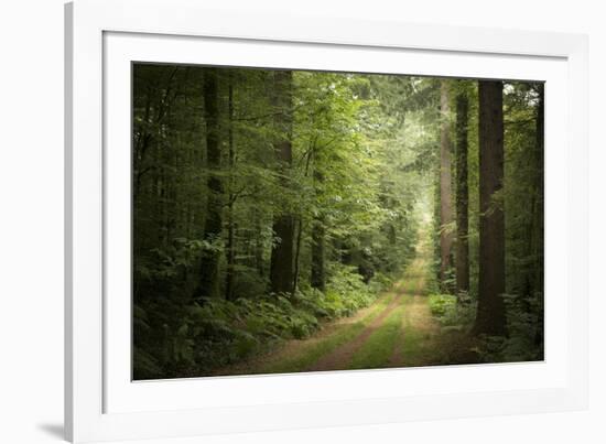 La Foret De Carnoet En Bretagne-Philippe Manguin-Framed Photographic Print