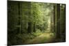 La Foret De Carnoet En Bretagne-Philippe Manguin-Mounted Photographic Print