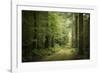 La Foret De Carnoet En Bretagne-Philippe Manguin-Framed Premium Photographic Print