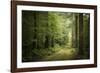 La Foret De Carnoet En Bretagne-Philippe Manguin-Framed Premium Photographic Print