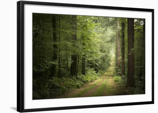 La Foret De Carnoet En Bretagne-Philippe Manguin-Framed Premium Photographic Print