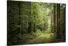 La Foret De Carnoet En Bretagne-Philippe Manguin-Stretched Canvas