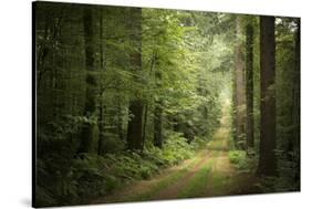 La Foret De Carnoet En Bretagne-Philippe Manguin-Stretched Canvas