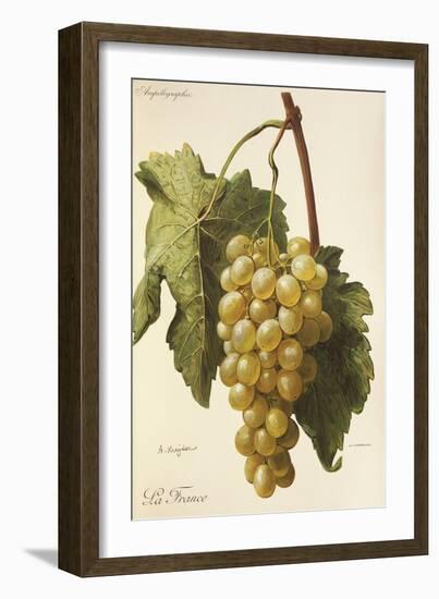 La France Grape-A. Kreyder-Framed Giclee Print