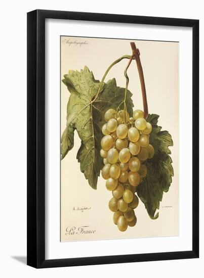 La France Grape-A. Kreyder-Framed Giclee Print