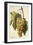 La France Grape-A. Kreyder-Framed Giclee Print