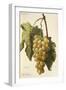 La France Grape-A. Kreyder-Framed Giclee Print