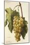 La France Grape-A. Kreyder-Mounted Giclee Print