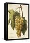 La France Grape-A. Kreyder-Framed Stretched Canvas