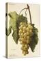 La France Grape-A. Kreyder-Stretched Canvas